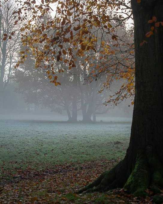 Misty trees at Highbury Park (November 2019)